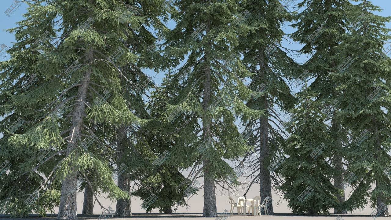 images/goods_img/202104021/10-10 Picea Engelmannii Trees/4.jpg